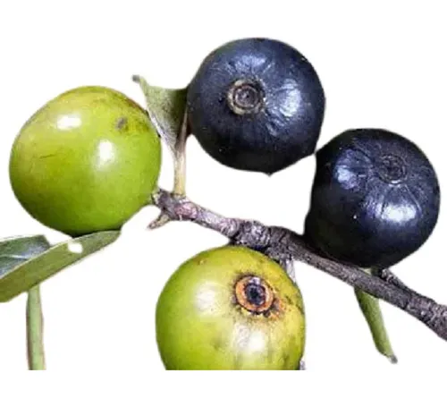 Guia Completo: Onde Comprar Marmelinho do Campo (Chá e Mudas)