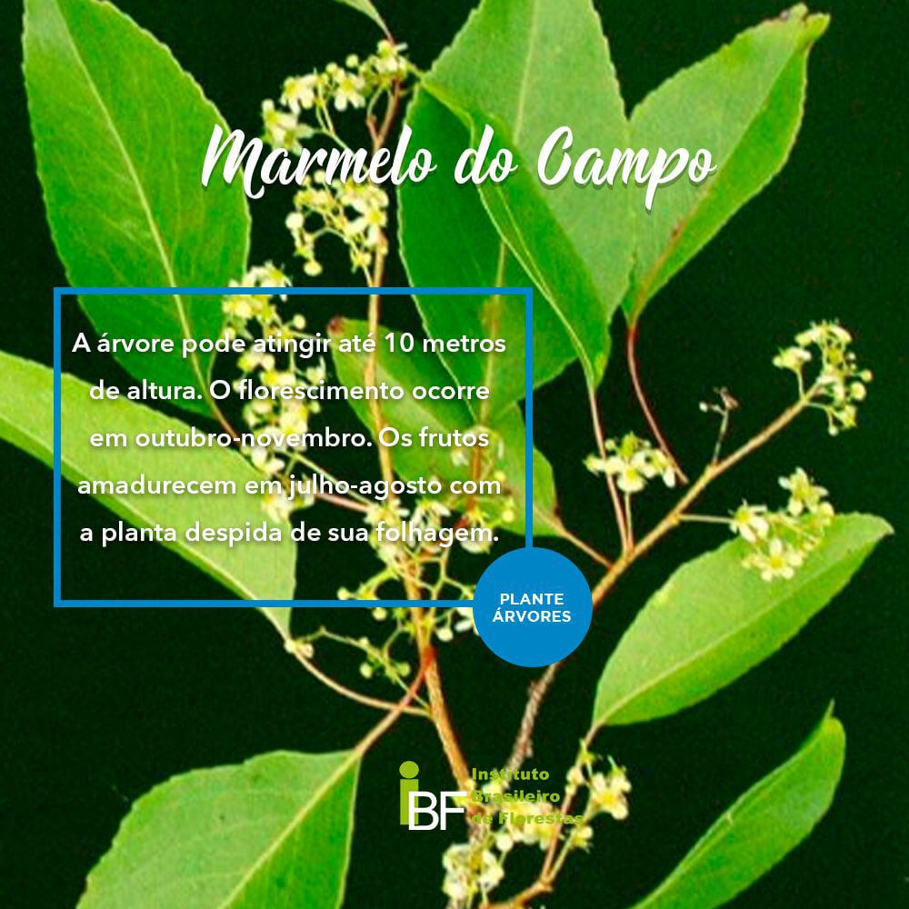 Descubra o Marmelinho do Cerrado: Fruto Exótico e Seu Cultivo