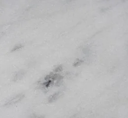 mármore branco para bancada de cozinha resistente