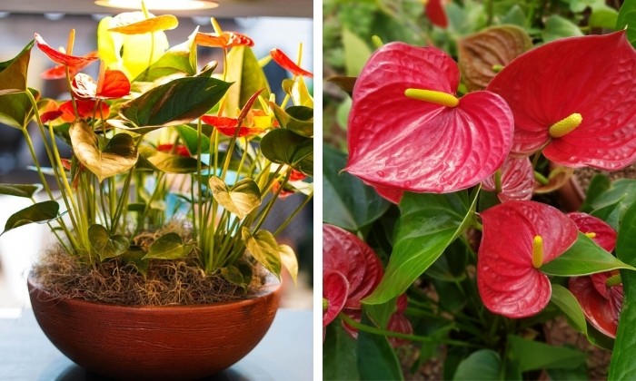 melhores flores para se ter em apartamentos que nao pegam muito sol desvende os segredos