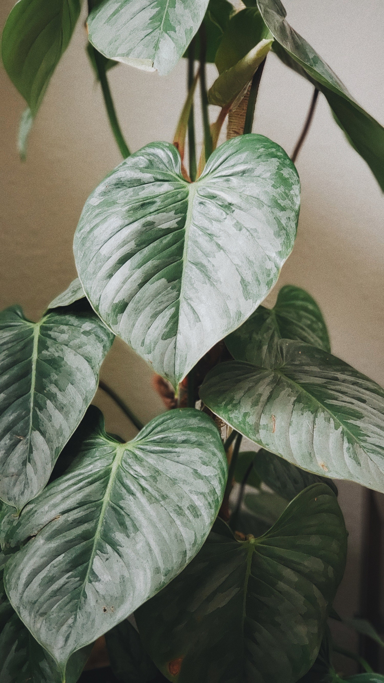 Orquídeas em Apartamentos: Dicas Essenciais para o Sucesso