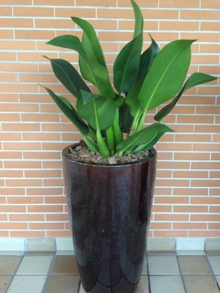 Guia Completo de Rega para Plantas de Sombra