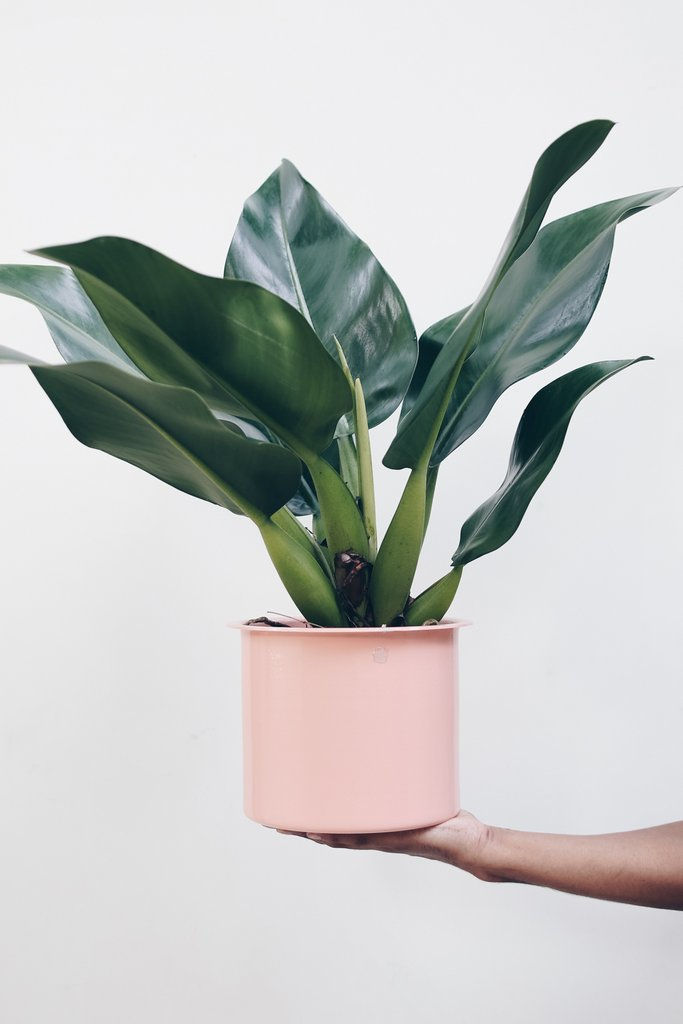 Zamioculca vs. Espada-de-São-Jorge: Qual a Melhor para Cantos Escuros?