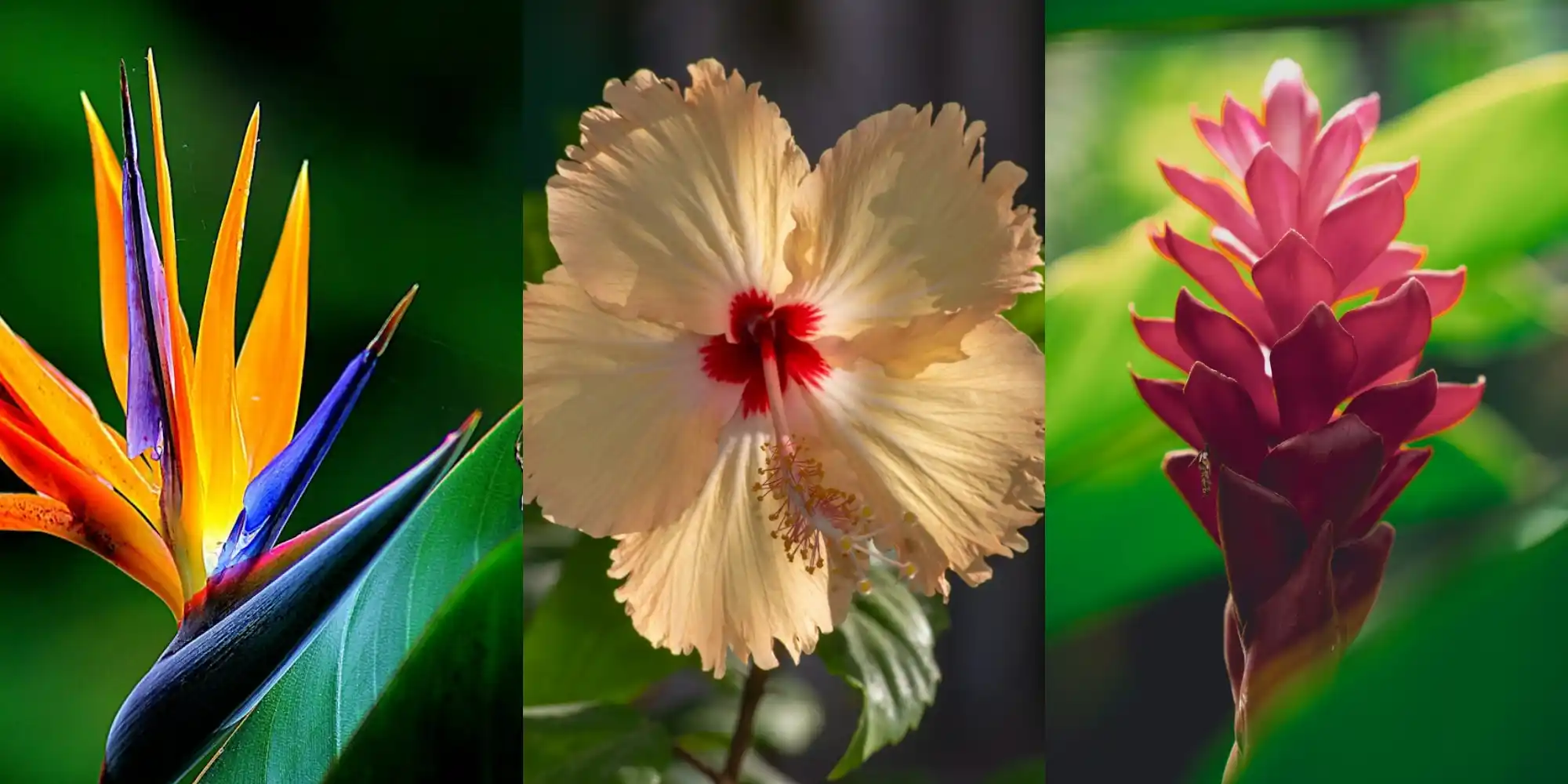 Orquídeas em Apartamentos: Dicas Essenciais para o Sucesso