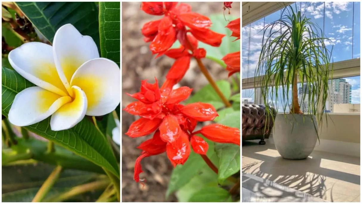 melhores flores para se ter em apartamentos que nao pegam muito sol desvende os segredos
