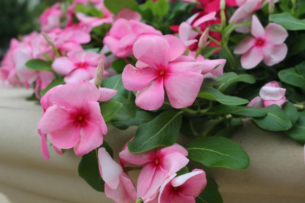 Como Adubar Suas Flores para uma Floração Abundante