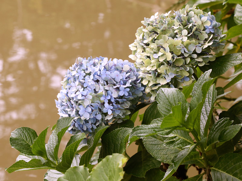 Orquídeas em Apartamentos: Dicas Essenciais para o Sucesso