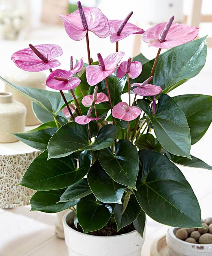 Como Adubar Suas Flores para uma Floração Abundante