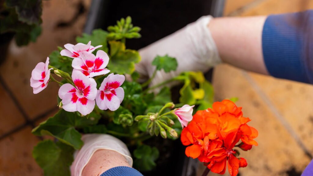 Orquídeas em Apartamentos: Dicas Essenciais para o Sucesso