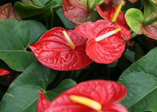 melhores flores para se ter em apartamentos que nao pegam muito sol desvende os segredos