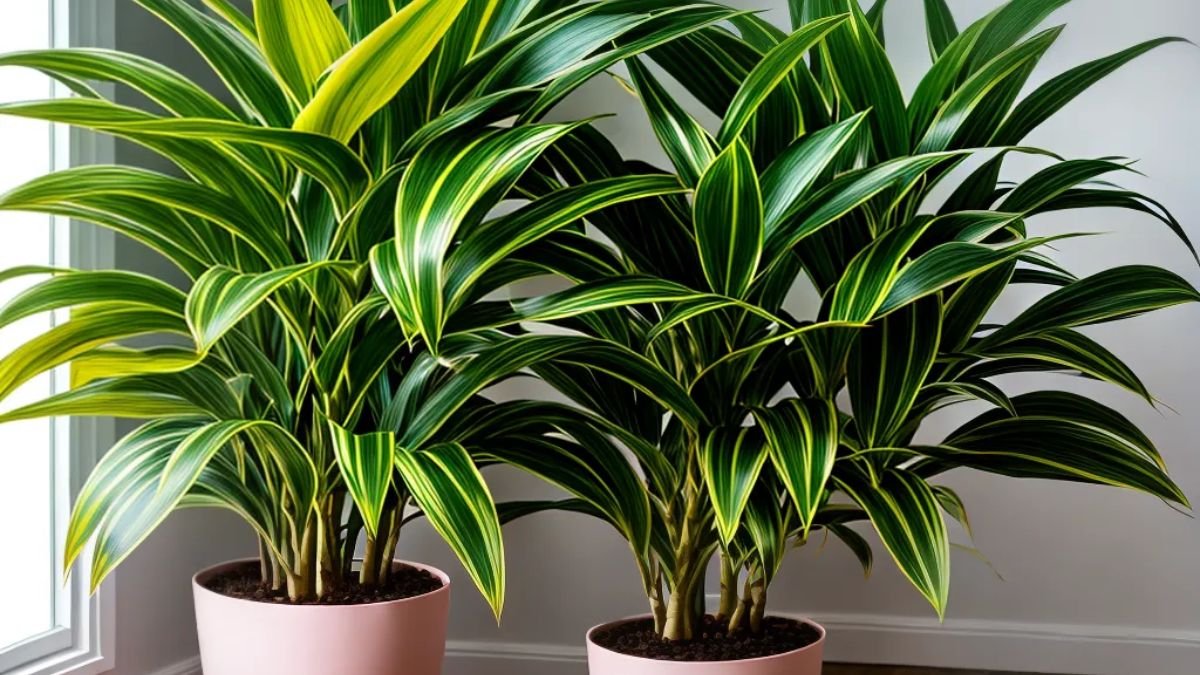 Como Adubar Suas Flores para uma Floração Abundante