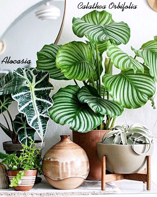 plantas baratas para apartamento pequeno