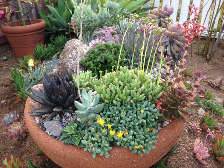 porque minhas plantas morrem no apartamento