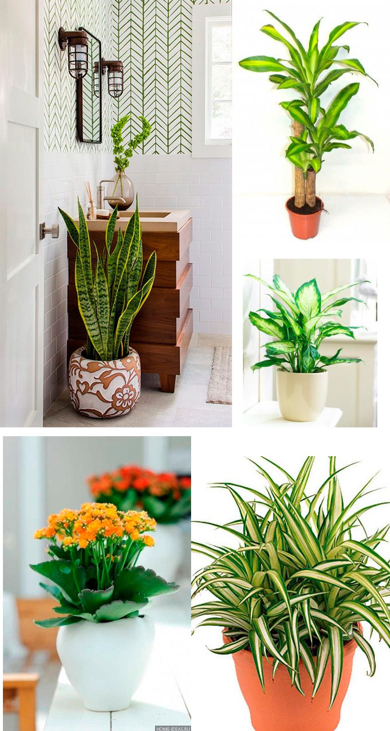 iluminação artificial para plantas banheiro sem janela