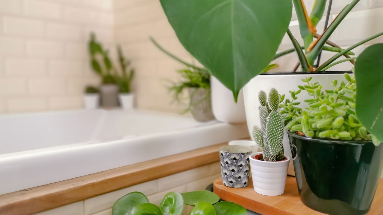 melhores plantas para banheiro sem janela