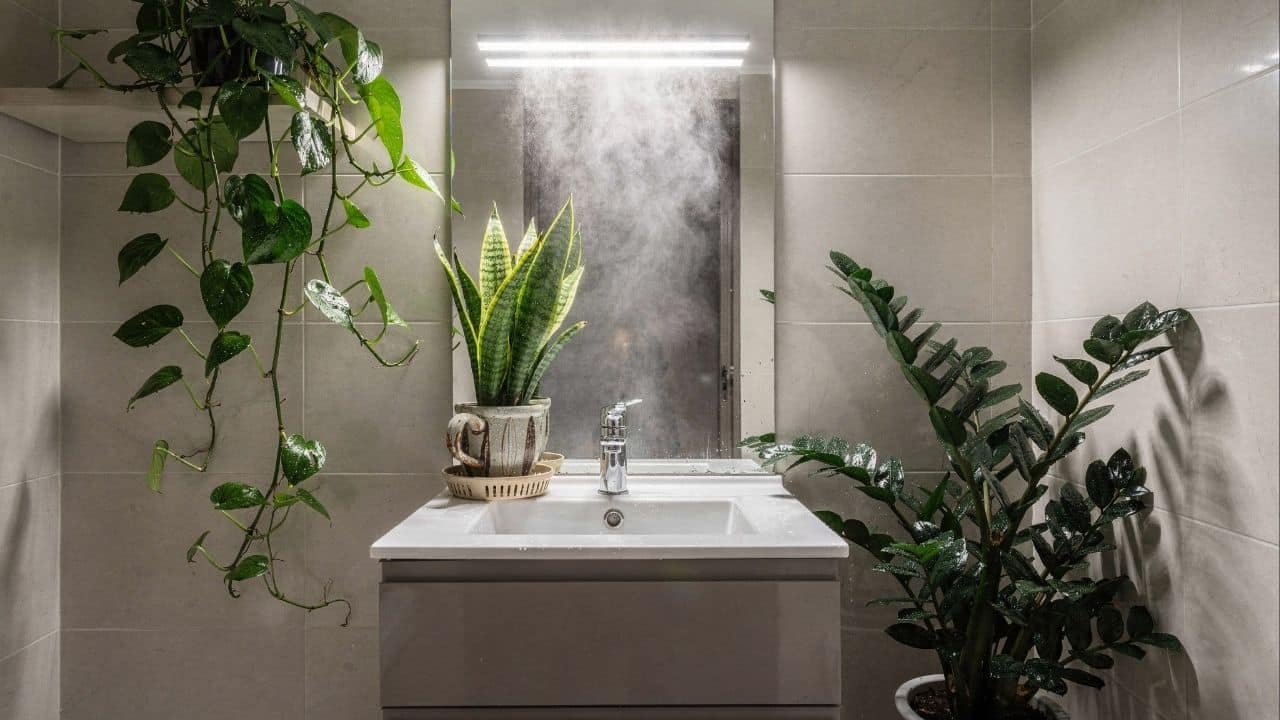 plantas bonitas para banheiro sem janela