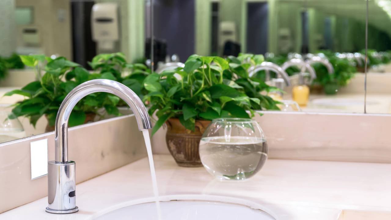 zamioculca ou jiboia para banheiro escuro