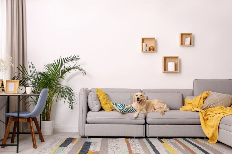 Guia Completo: Como Escolher o Sofá Perfeito para Quem Tem Cachorro