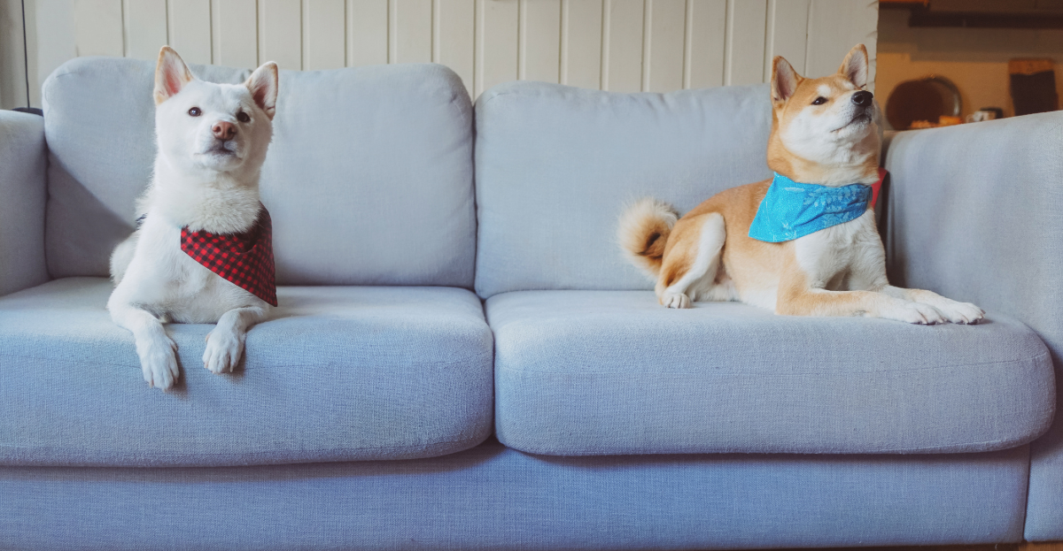 melhores sofas para quem tem pet