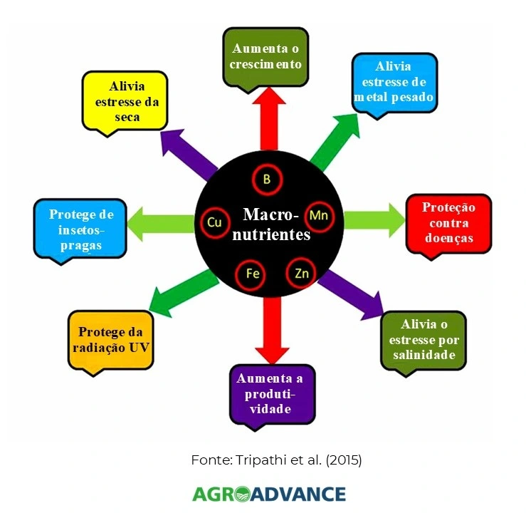 Guia Completo: Entenda os Micronutrientes Essenciais para o Corpo; Vitaminas e Minerais: O Papel Crucial na Sua Saúde; Como a Deficiência de Micronutrientes Afeta Seu Organismo; Micronutrientes na Agricultura: Maximizando a Produtividade; Dieta e Micronutrientes: Estratégias para uma Nutrição Completa