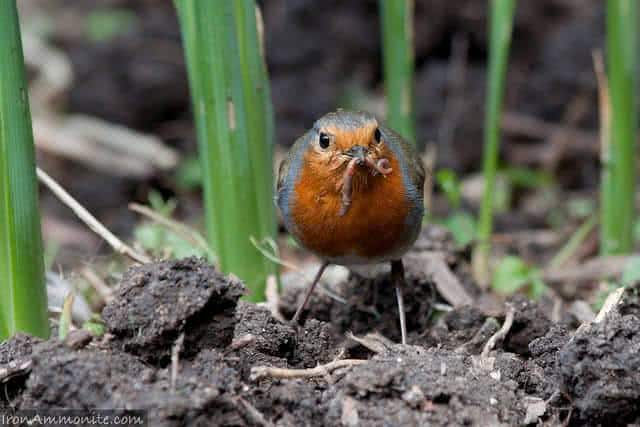 benefícios das minhocas para horta
