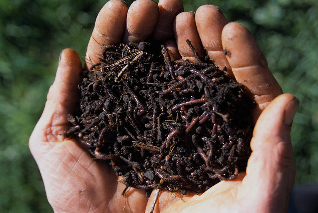 minhocário caseiro passo a passo