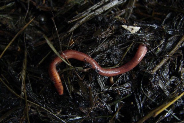benefícios das minhocas para horta