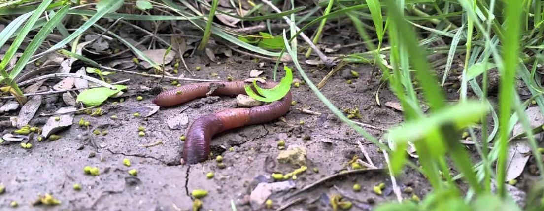 importância das minhocas para compostagem