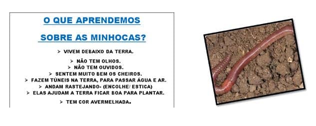 minhocas na horta