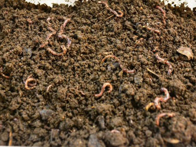 importância das minhocas para compostagem