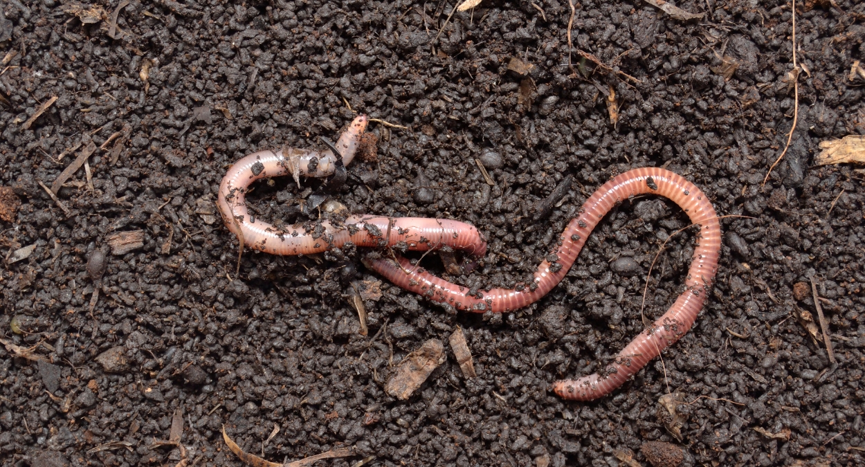 minhocário caseiro passo a passo