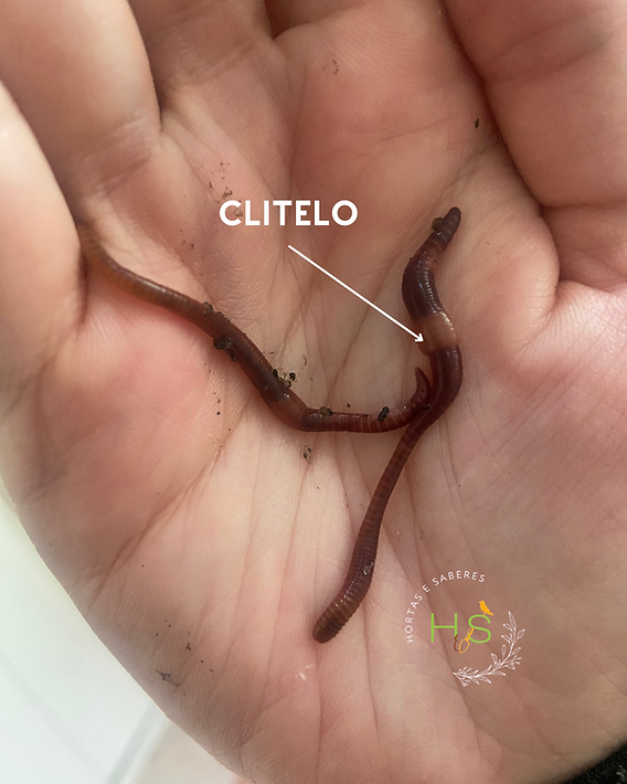 benefícios das minhocas para horta