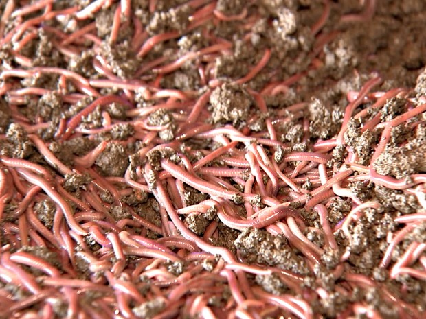 importância das minhocas para compostagem