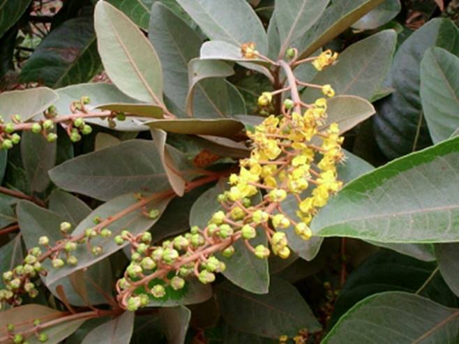 Receitas Exóticas com Murici: Doce ao Salgado