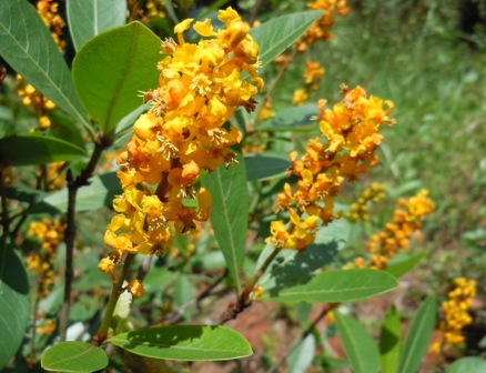 Como Cultivar Murici no Seu Jardim: Guia Completo