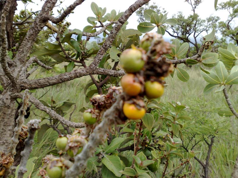 Murici e a Saúde: Benefícios Nutricionais e Usos Medicinais