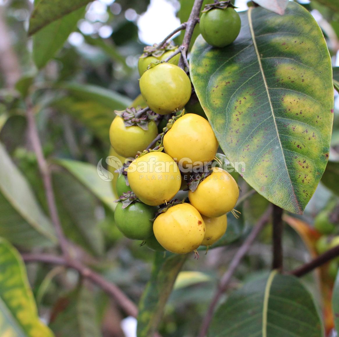 A Importância do Murici para a Biodiversidade do Cerrado