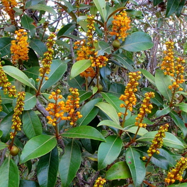 Diferenças entre Byrsonima crassifolia e Byrsonima intermedia