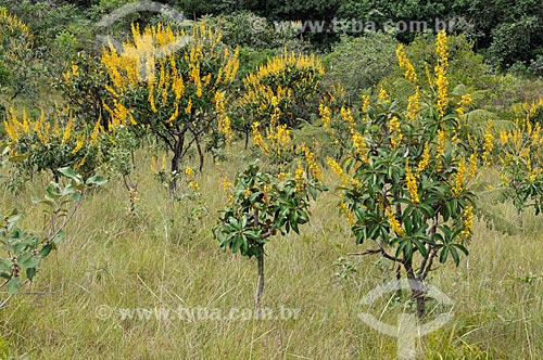 Como Cultivar Murici no Seu Jardim: Guia Completo