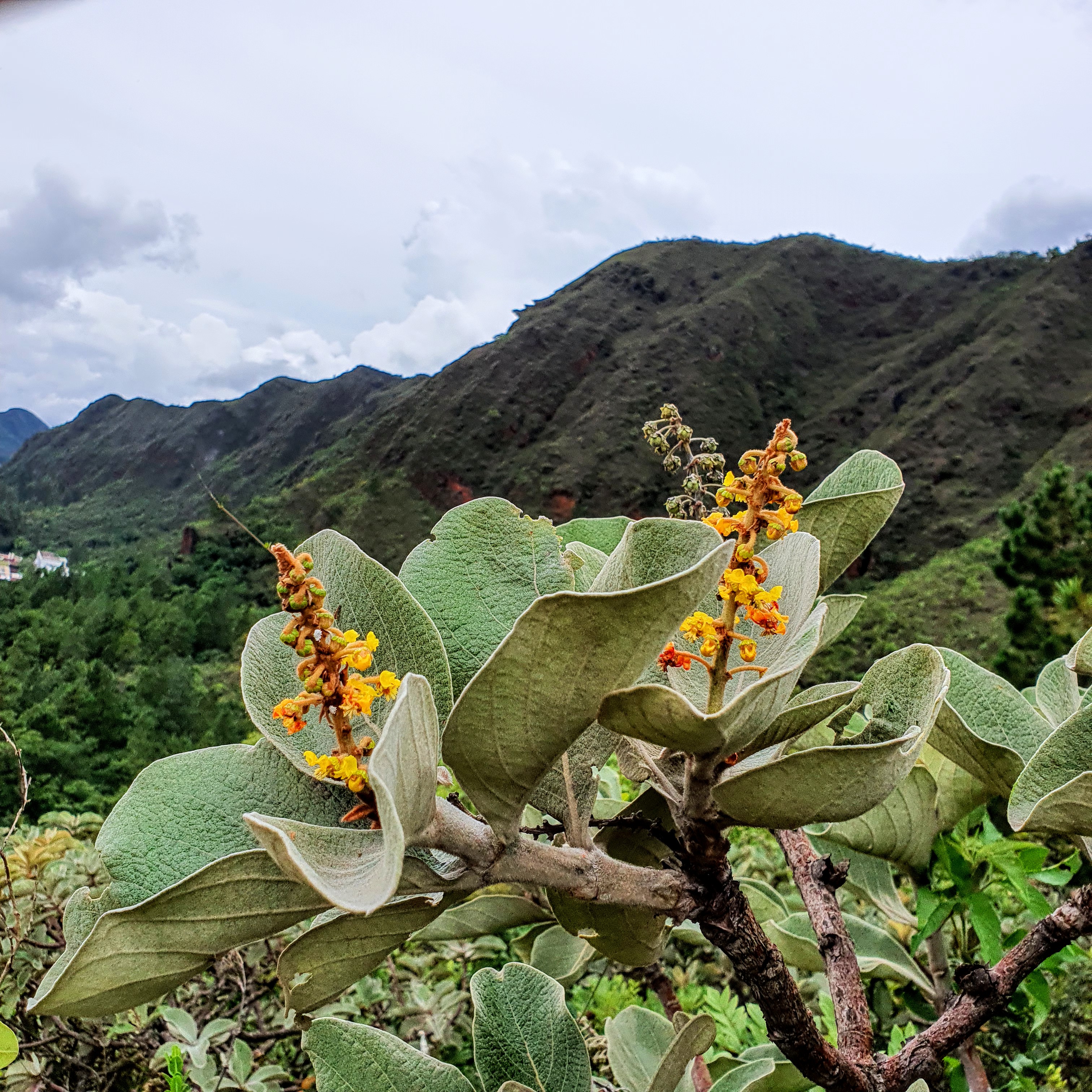 Murici e a Saúde: Benefícios Nutricionais e Usos Medicinais