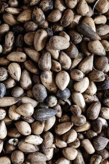 Murumuru: o segredo da Amazônia para cabelos e pele saudáveis