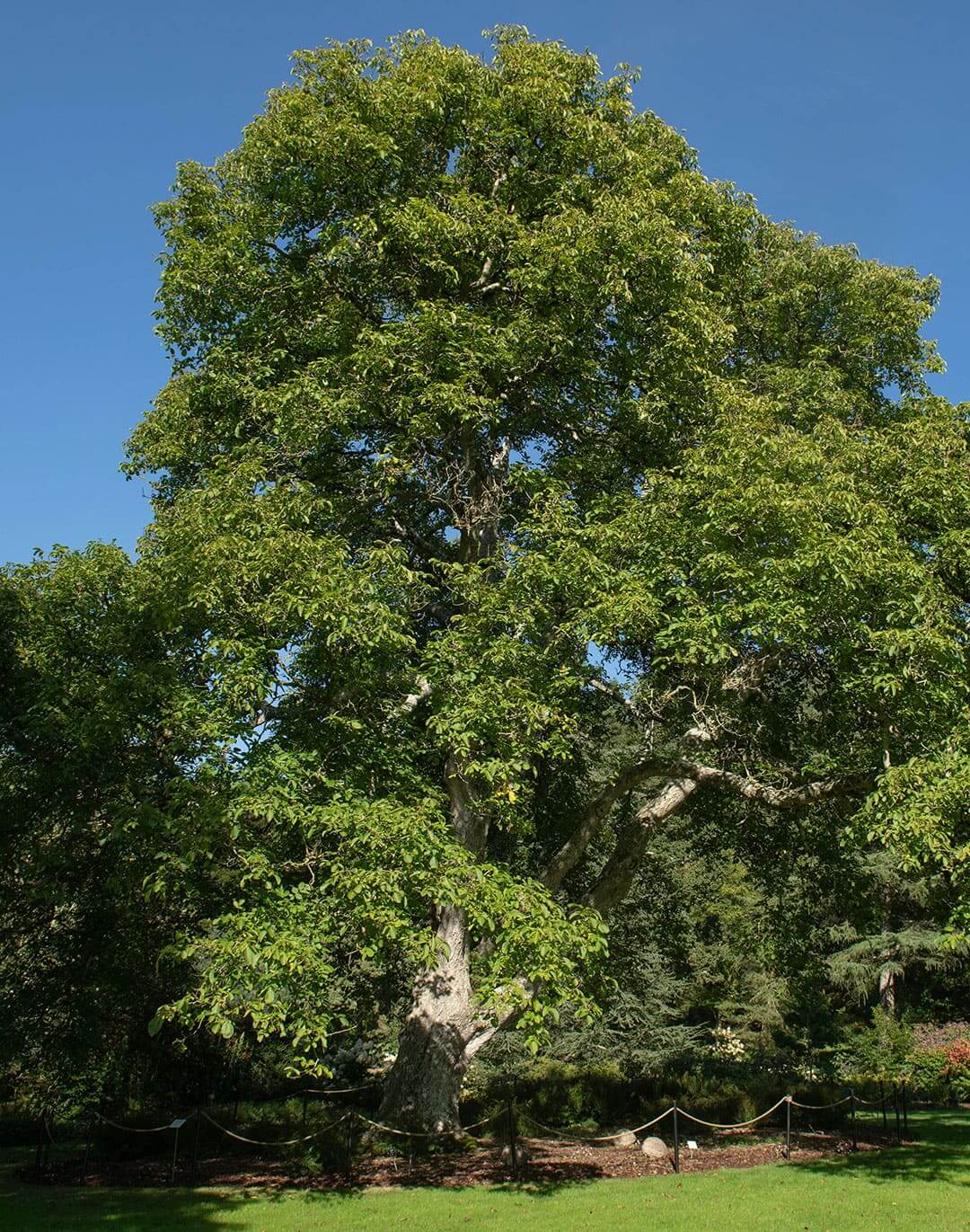 Madeira de Nogueira: Aplicações