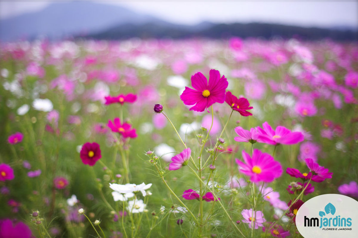 5 Espécies de Flores do Campo para o seu Jardim