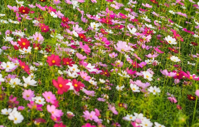 Como Montar um Buquê Rústico de Flores do Campo