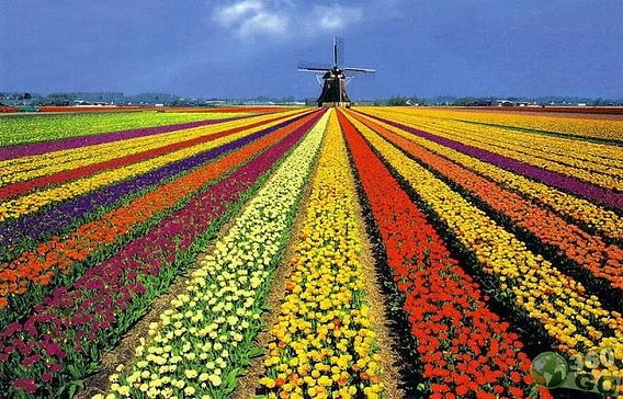 Guia Completo de Cuidados com Flores do Campo