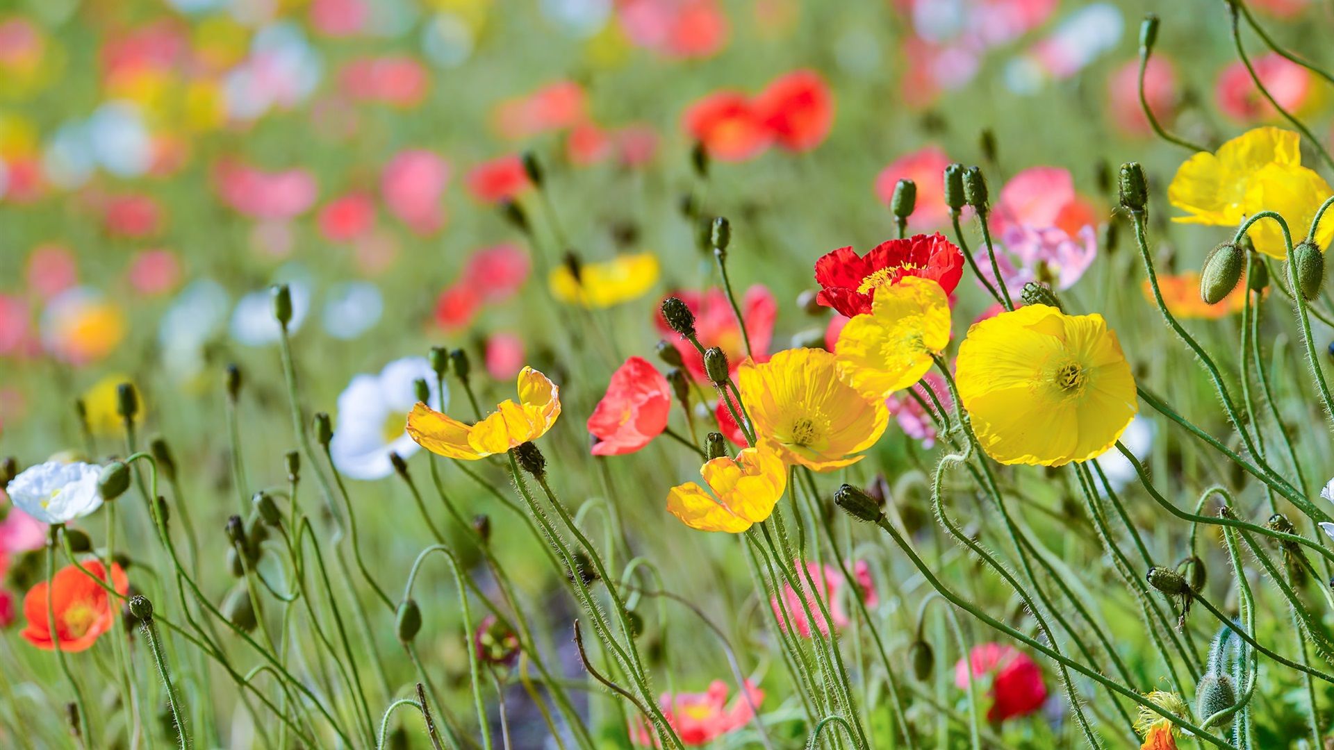 5 Espécies de Flores do Campo para o seu Jardim