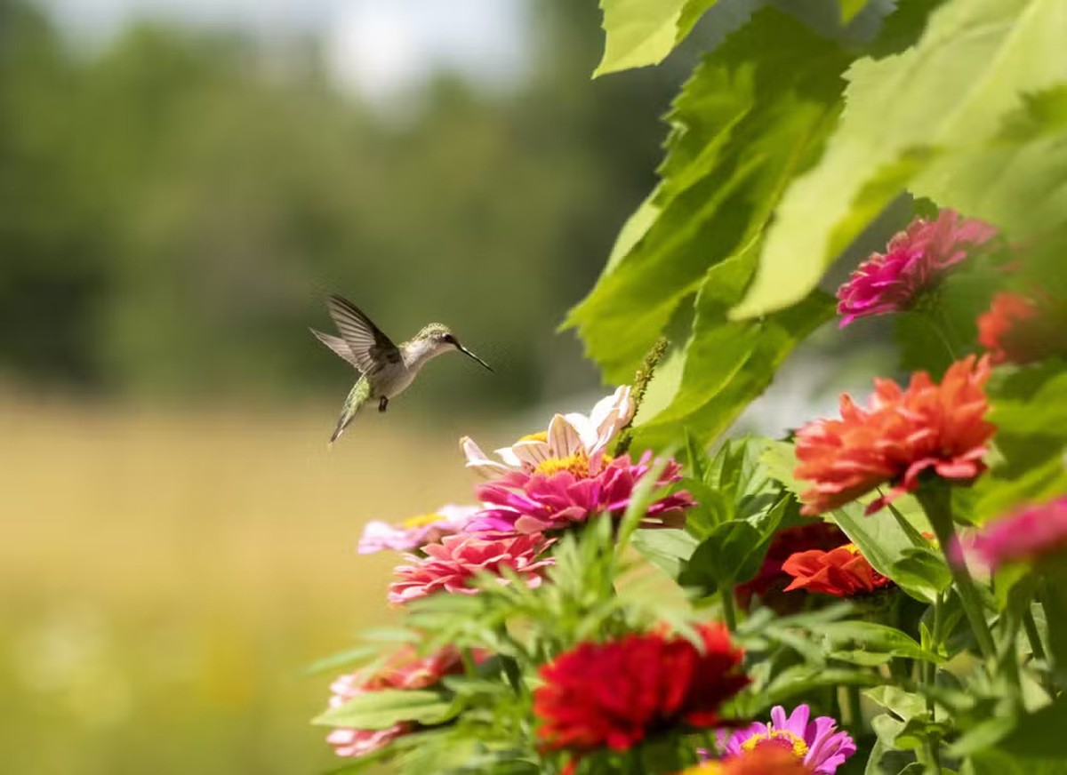 o que significa a visita de um beija flor