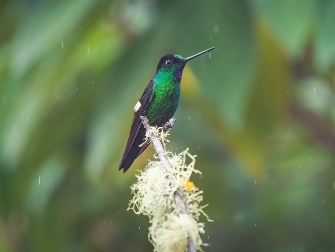 o que significa a visita de um beija flor