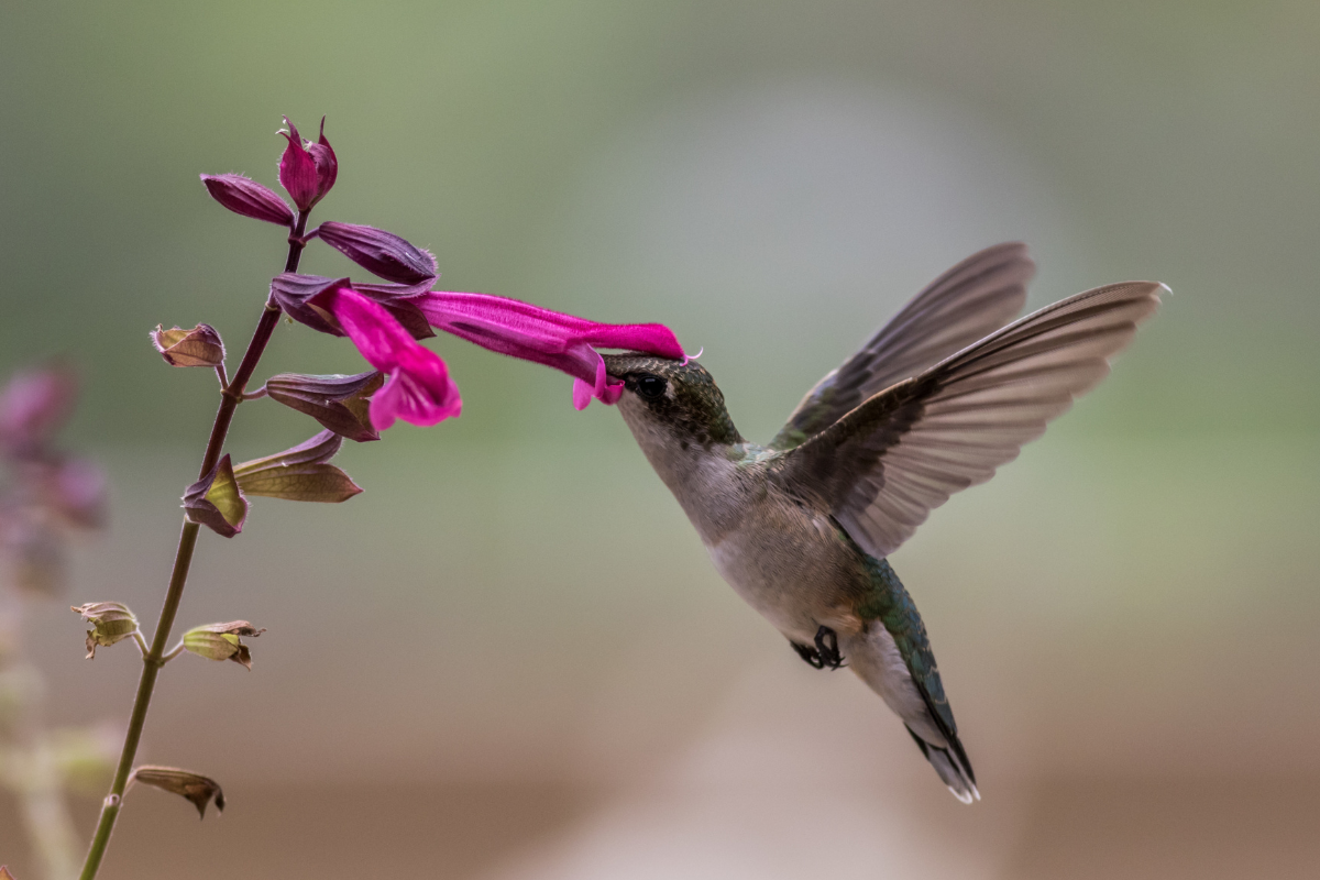 beija flor significado espiritual