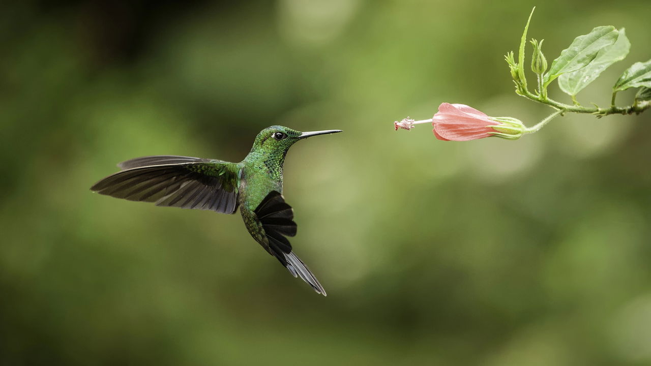 presságio de beija flor em casa